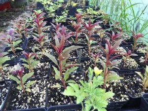 seedlings sprouted